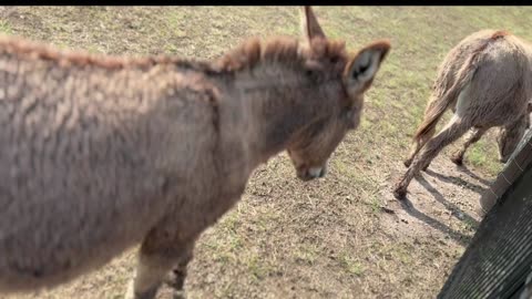 Donkeys Welcoming the Morning Light