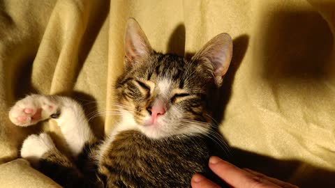 Small Cat Wakes Up on the First Morning in His New Home