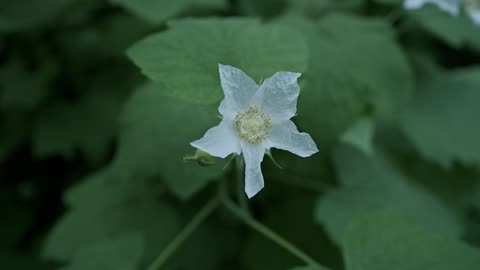 "Thimbleberry (Rubus parviflorus): Beauty in Blossom"