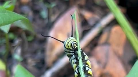 How To Help The Endagered Monarch Butterfly!