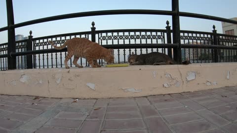 CHRIS MARTIN & MICHAEL JACKSON - Homeless cats in Ras Al Khaimah, UAE #ChrisMartin #MichaelJackson