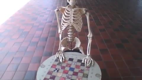 Skeleton standing with his hands in checkers at the science museum [Nature & Animals]