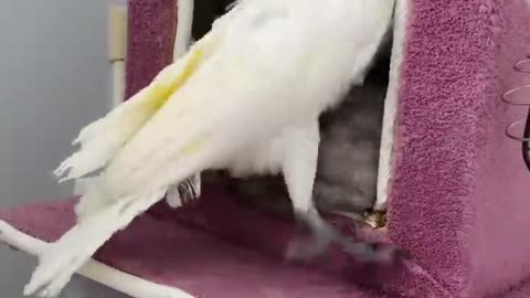 Funny bird with funny cat