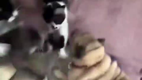 pug dog enters the cats den and gets slapped around.