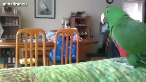 Funny Parrots Dancing