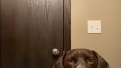 dog funny video