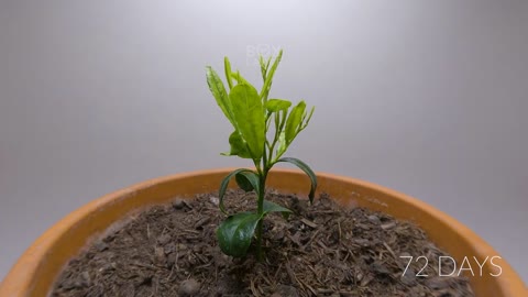 984 days in 8 minutes - Growing Plants Time-lapse Compilation