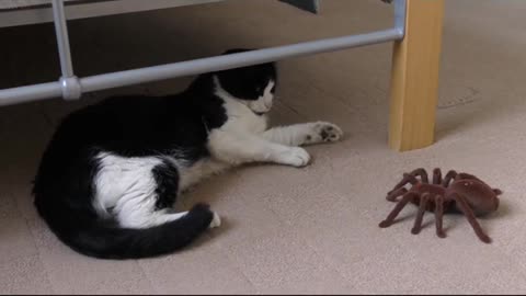 Cat playing with a spider