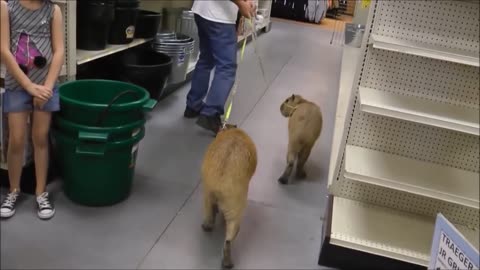 Friendly Capybara - The Most Charming Animal Friend