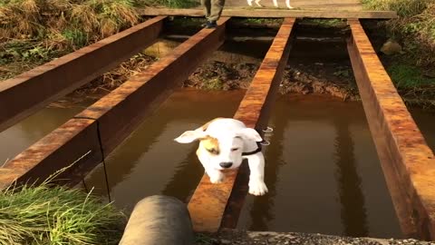 Hesitant Doggy Needs Help Crossing Bridge