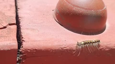 A cute bug is crawling