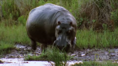 Hippo vs. Hippo | World's Deadliest