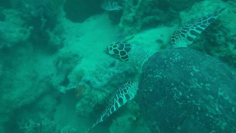 Sea Turtles: Beautiful Surprises Underwater