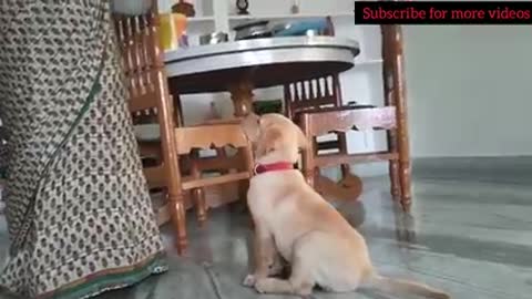 Labrador puppy waiting for food