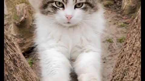 This cat is trying to climb the tree