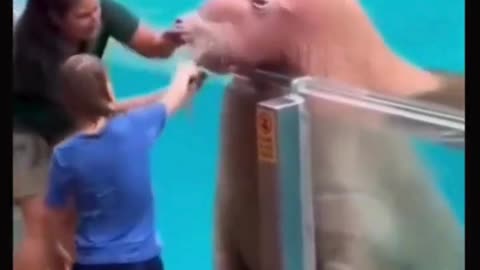 Watch: A Walrus Splashes a Boy, Then Feels Guilty! 🦭💦