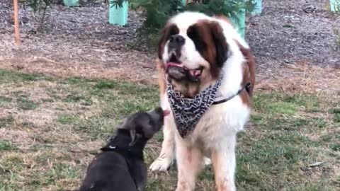 Big Patient Saint Bernard