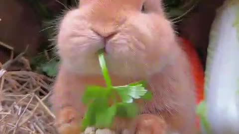 Rabbit is happily eating green grass