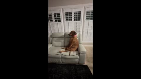 Dog has hilarious reaction to being told no more snacks