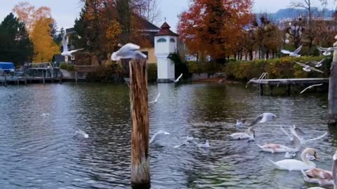 Swan's nest and hatching of cygnets