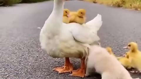 Cute Video about ducks and the puppy