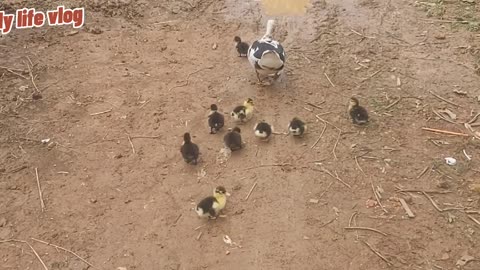 Mother duck takes her to raise her baby daily life vlog