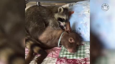 Crazy Raccoon Compilation 2021