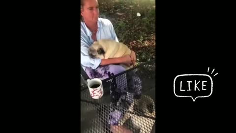 Funny dog compilation Funny Dog Videos 2021 try not to LAUGH Dogs iland