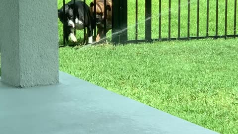 Fence Can't Stop Sprinkler Fun