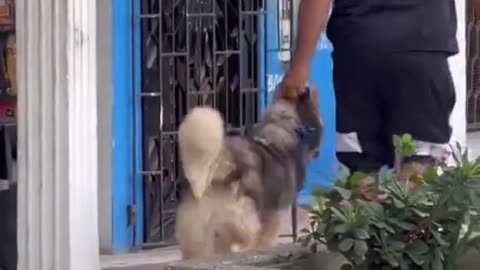 Funny video - funny dog