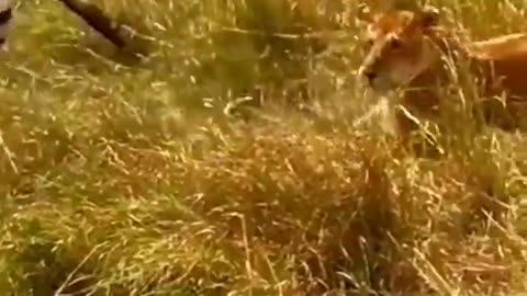 Mother zebra saves her baby from lioness #shorts #shortvideo #video #virals #videovira