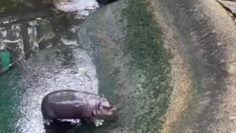 Baby hippopotamus life struggles