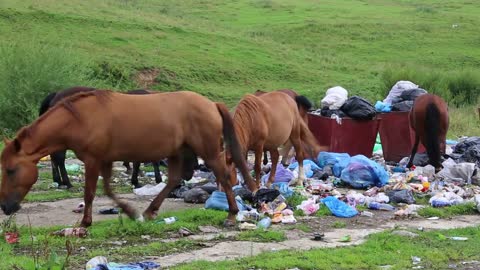 Horses eating garbage at the dump