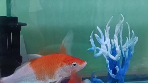 Funny Koi & goldfish