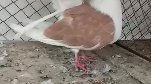 Lovely pigeon