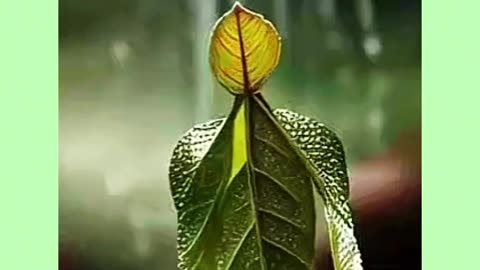 The way the leaves move in the rain