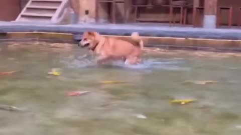 Cute dog play with fish #funny dogs☺️