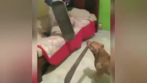 dog with very hilarious machete