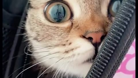 Funniest Cats 🐱 | Funny Animal Videos