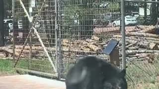 Bear Tries to Get Through Gate