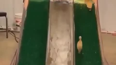 Why you should have a duck