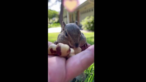 The Cute Squirrel