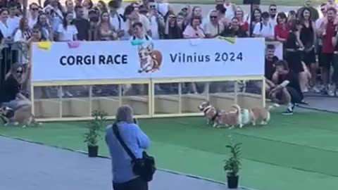 The best dog race in the history of dog races 😂