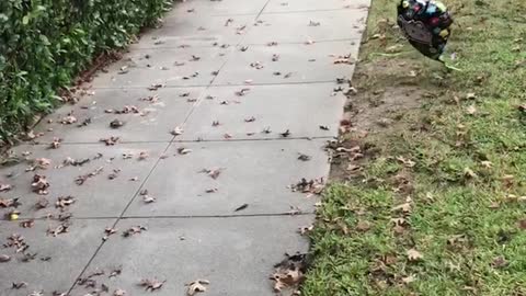 Black dog scared of balloon