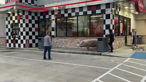 Pig Casually Wanders through Gas Station