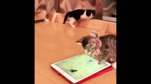 Funny animals video 😁