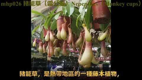 #豬籠草（雷公壺）#Nepenthes（Monkey cups）, mhp026 /04 2020letforum.com/forum.php?mod=viewthread&tid=18666&page=1&extra=#pid40745