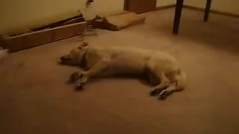 FUNNY Sleep Walking Dog Hit The Wall !!