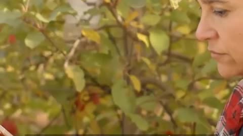 Drones Fly Around to Harvest Fruits.