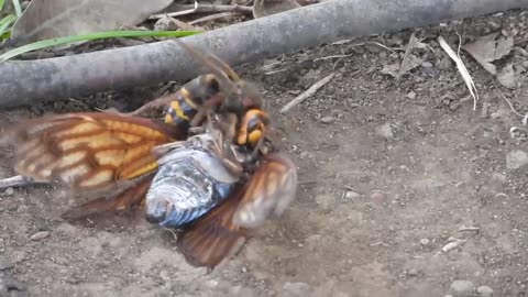 Giant Asian Hornet Dismembers Cicada in Brutal Showdown 🐝😱